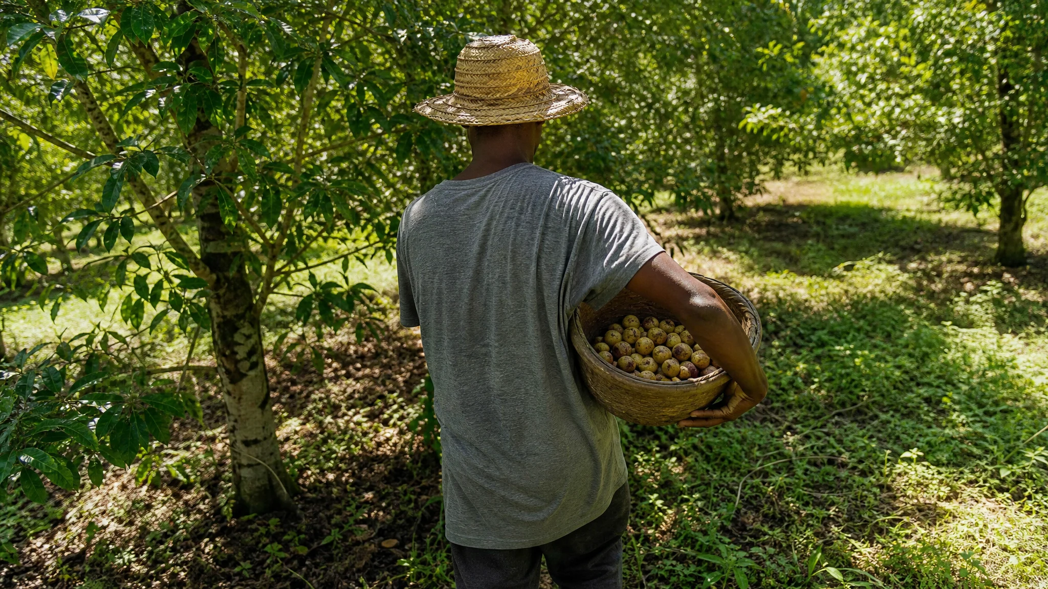 Nutmeg Sustainability: What It Can Mean and What to Ask